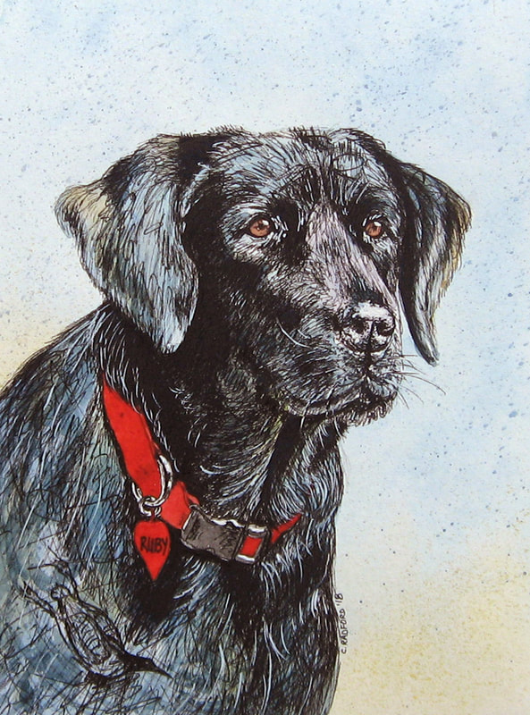 Portrait of Ruby, the black lab, drawn with micron pen and painted with watercolour.