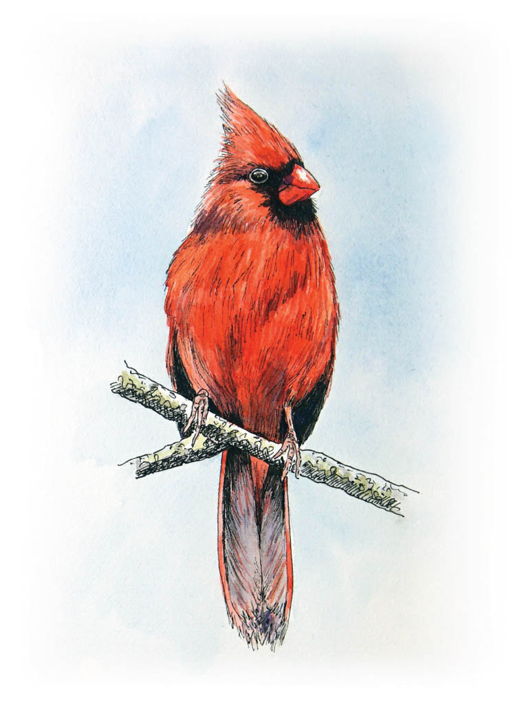 Sympathy Card featuring a painting of a cardinal > if a cardinal appears, a loved one is near.